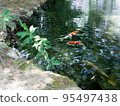 紅鯉魚和池塘 95497438