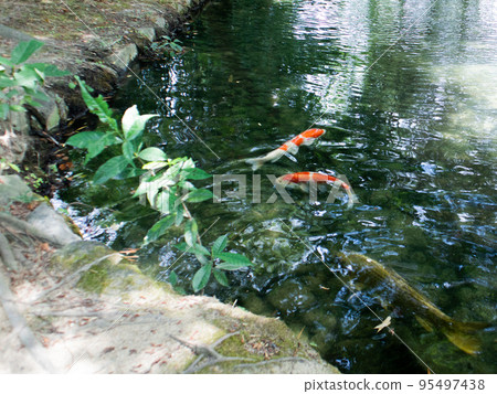 紅鯉魚和池塘 紅鯉魚和池塘 95497438