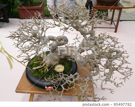 MELAKA, MALAYSIA -AUGUST 27, 2022: Various bonsai trees are shown to the public in a public park. Bonsai is a type of hobby that requires perseverance and patience. It takes art to shape it. 95497782