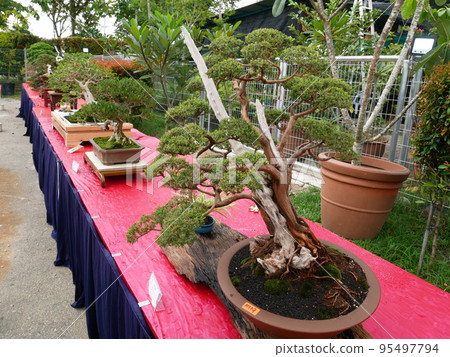 MELAKA, MALAYSIA -AUGUST 27, 2022: Various bonsai trees are shown to the public in a public park. Bonsai is a type of hobby that requires perseverance and patience. It takes art to shape it. MELAKA, MALAYSIA -AUGUST 27, 2022: Various bonsai trees are shown to the public in a public park. Bonsai is a type of hobby that requires perseverance and patience. It takes art to shape it. 95497794