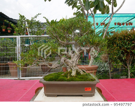 MELAKA, MALAYSIA -AUGUST 27, 2022: Various bonsai trees are shown to the public in a public park. Bonsai is a type of hobby that requires perseverance and patience. It takes art to shape it. 95497797