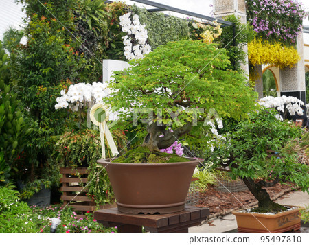 MELAKA, MALAYSIA -AUGUST 27, 2022: Various bonsai trees are shown to the public in a public park. Bonsai is a type of hobby that requires perseverance and patience. It takes art to shape it. MELAKA, MALAYSIA -AUGUST 27, 2022: Various bonsai trees are shown to the public in a public park. Bonsai is a type of hobby that requires perseverance and patience. It takes art to shape it. 95497810