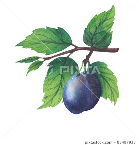 Set of watercolor plum tree branches with green leaves and fruits. Set of watercolor plum tree branches with green leaves and fruits. 95497935