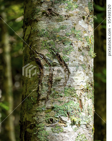 Claw marks of a bear carved on a tree of Shiretoko Gohu (Shari Town, Hokkaido) Claw marks of a bear carved on a tree of Shiretoko Gohu (Shari Town, Hokkaido) 95498520