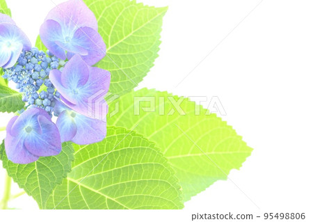 繡球花紫色花明亮的背景繡球花 繡球花紫色花明亮的背景繡球花 95498806