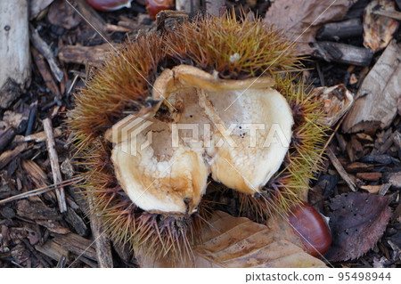 Chestnut skin that fell from the tree Chestnut skin that fell from the tree 95498944