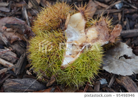 Chestnut skin that fell from the tree Chestnut skin that fell from the tree 95498946