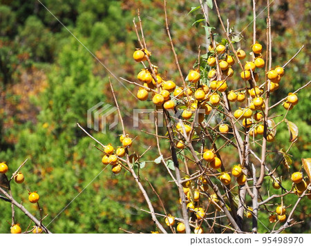 Autumn persimmon tree Autumn persimmon tree 95498970