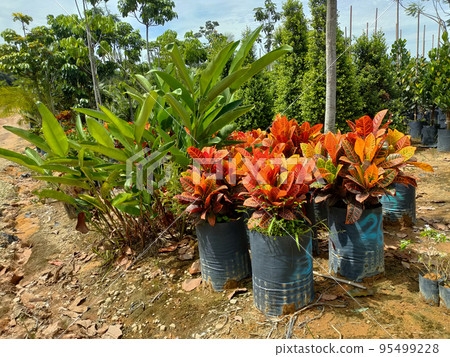 JOHOR, MALAYSIA -MAY 4, 2022: Tropical plants are grown in a plant nursery. The large size of the nursery can accommodate a large number of plants. Sorted by species and grade. 95499228