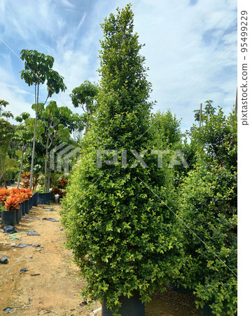 JOHOR, MALAYSIA -MAY 4, 2022: Tropical plants are grown in a plant nursery. The large size of the nursery can accommodate a large number of plants. Sorted by species and grade. 95499229