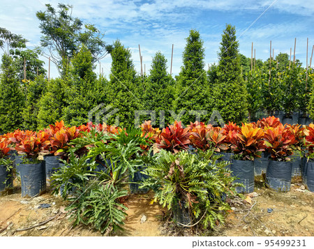 JOHOR, MALAYSIA -MAY 4, 2022: Tropical plants are grown in a plant nursery. The large size of the nursery can accommodate a large number of plants. Sorted by species and grade. 95499231