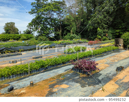 JOHOR, MALAYSIA -MAY 4, 2022: Tropical plants are grown in a plant nursery. The large size of the nursery can accommodate a large number of plants. Sorted by species and grade. JOHOR, MALAYSIA -MAY 4, 2022: Tropical plants are grown in a plant nursery. The large size of the nursery can accommodate a large number of plants. Sorted by species and grade. 95499232