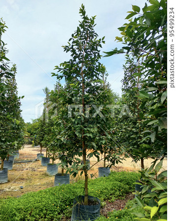 JOHOR, MALAYSIA -MAY 4, 2022: Tropical plants are grown in a plant nursery. The large size of the nursery can accommodate a large number of plants. Sorted by species and grade. JOHOR, MALAYSIA -MAY 4, 2022: Tropical plants are grown in a plant nursery. The large size of the nursery can accommodate a large number of plants. Sorted by species and grade. 95499234
