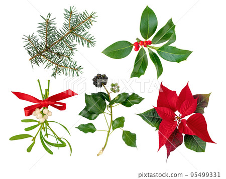 Christmas holiday decoration plants set isolated on white 95499331