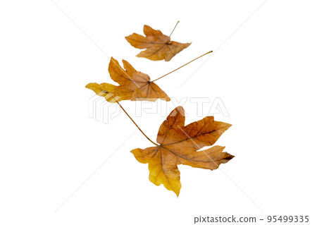Autumn maple fallen leaves isolated on white. 95499335