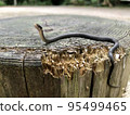 Snake hibakari 95499465
