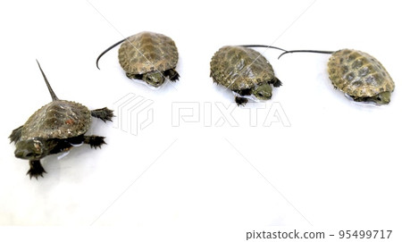 Japanese pond turtle baby four brothers 95499717