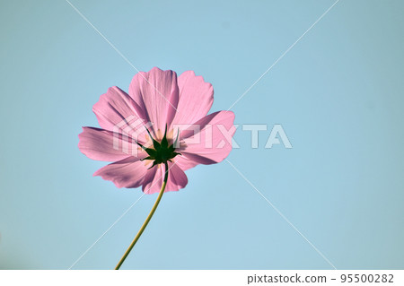 A single cosmos blooming towards the sky A single cosmos blooming towards the sky 95500282