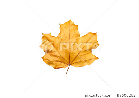 Autumn dry brown maple leaf. maple leaves. Warm colors of Autumn Isolated top view Autumn dry brown maple leaf. maple leaves. Warm colors of Autumn Isolated top view 95500292