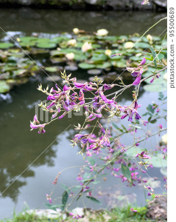 寒冷的秋天的栗林公園(10月上旬,三葉草) 寒冷的秋天的栗林公園(10月上旬,三葉草) 95500689
