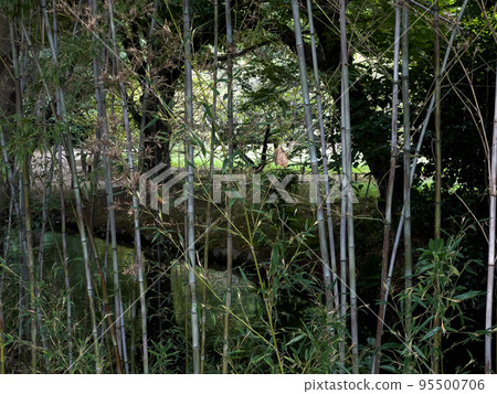 Ritsurin Garden in autumn cold (early October) 95500706