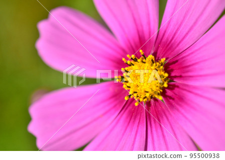 粉紅色宇宙的特寫圖像 95500938