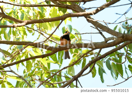Varied tit perched on a ginkgo Varied tit perched on a ginkgo 95501015
