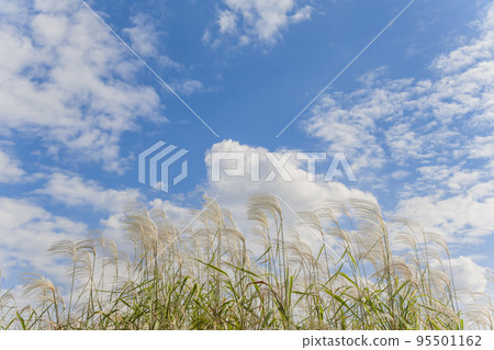 [Autumn image] Pampas grass and blue sky 95501162