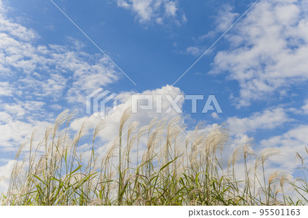 [Autumn image] Pampas grass and blue sky 95501163