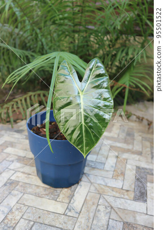 alocasia black, alocasia black satun or Araceae plant 95501522