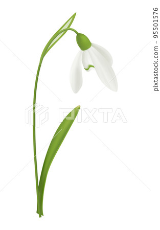 Snowdrop Realistic Illustration 95501576