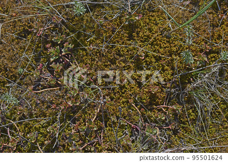 Gray rock surface of the stone covered with moss and plants Gray rock surface of the stone covered with moss and plants 95501624