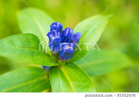 Northern Alps Tsugaike Nature Park Ultramarine Gentian in early autumn 95502076