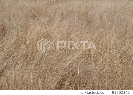 Roadside weeds / Cogon grass (Imperata cylindrica) Roadside weeds / Cogon grass (Imperata cylindrica) 95502341