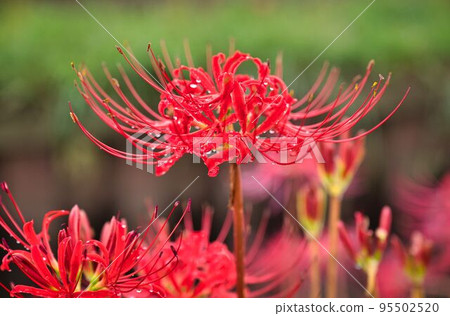 Cluster amaryllis in the morning after rain 95502520