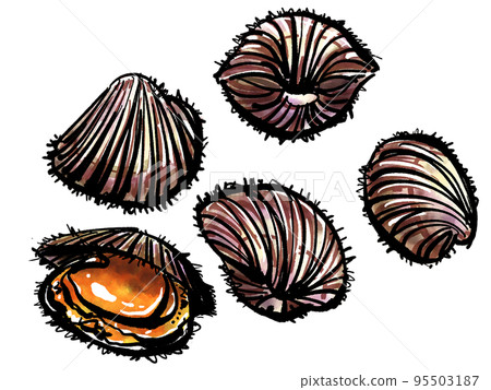 Hand-drawn illustration of Akagai (brush writing sumi-e style) Hand-drawn illustration of Akagai (brush writing sumi-e style) 95503187