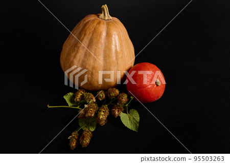 Whole organic pumpkins of various sizes and hop cones - humulus lupulus, isolated on black background. Craft from autumn seasonal vegetables - witch on a broomstick. Halloween Thanksgiving. Copy space 95503263