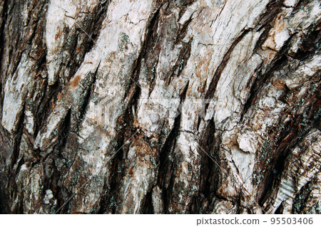 Close up of tree bark texture. Authentic dried cracked wood. Aesthetic natural wooden background. Cool for wallpaper or background. Rough distressed wooden surface with space for text or design. 95503406
