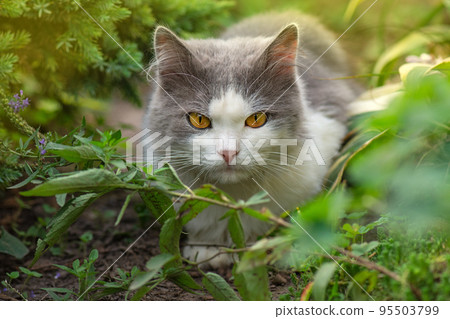 Portrait of adorable gray kitten Portrait of adorable gray kitten 95503799