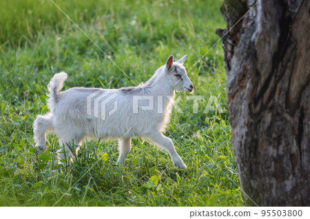 White young goat at sunset. White young goat at sunset. 95503800
