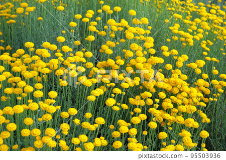 Helichrysum flowers on green nature blurred background in sunny day. Bright yellow flowers for herbal medicine. Medicinal herb. Helichrysum flowers on green nature blurred background in sunny day. Bright yellow flowers for herbal medicine. Medicinal herb. 95503936