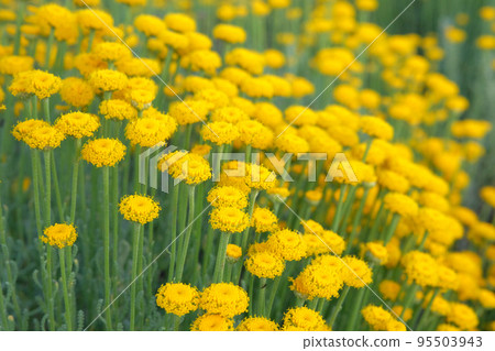 Helichrysum flowers on green nature blurred background. Bright yellow flowers for herbalism in meadow. Medicinal herb. Close up. 95503943