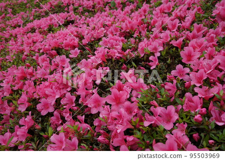 Azalea 95503969