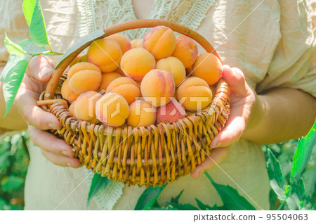 Woman holding basket of fresh apricots Woman holding basket of fresh apricots 95504063