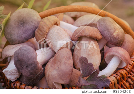 Wild mushrooms in wickered basket. Forest picking mushrooms Wild mushrooms in wickered basket. Forest picking mushrooms 95504268