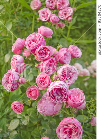 Pink rose flower Pink rose flower 95504270
