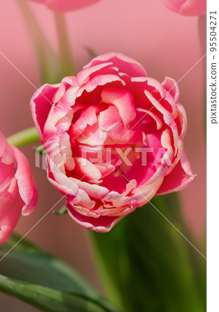 Double peonyflowering tulip Wirosa Double peonyflowering tulip Wirosa 95504271