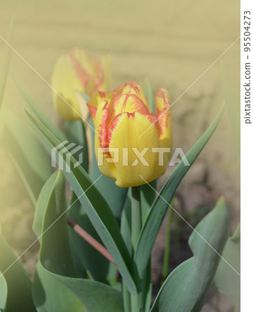 Beautiful tulip with stripe Cape Town Beautiful tulip with stripe Cape Town 95504273