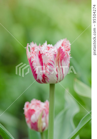 Pink and white tulip Rembrandt with terry petals Pink and white tulip Rembrandt with terry petals 95504274