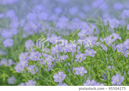 Flax blue flowers close up. Blue flax or lint Flax blue flowers close up. Blue flax or lint 95504275